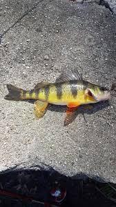 Image result for Perca flavescens