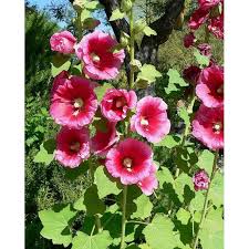 Image result for Alcea rosea