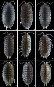 Attēlu rezultāti vaicājumam “Oniscoidea”