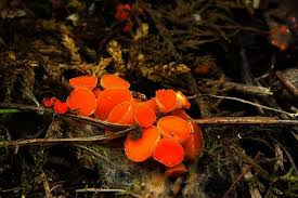 Attēlu rezultāti vaicājumam “Byssonectria fusispora”