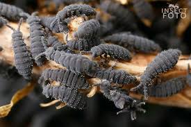 Attēlu rezultāti vaicājumam “Hypogastrura sp.”