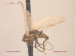 Attēlu rezultāti vaicājumam “Cricotopus male”