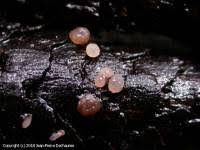 Attēlu rezultāti vaicājumam “Ombrophila violacea”