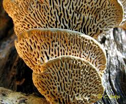 Attēlu rezultāti vaicājumam “Daedalea quercina”