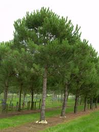 Attēlu rezultāti vaicājumam “Pinus”