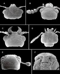 Attēlu rezultāti vaicājumam “Diaperis boleti nest”
