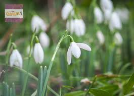 Attēlu rezultāti vaicājumam “Galanthus nivalis leaf”