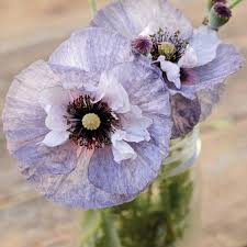 Image result for Papaver rhoeas 'Shirley'
