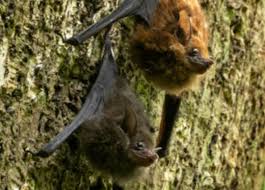 Attēlu rezultāti vaicājumam “Chiroptera”