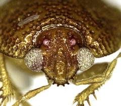 Attēlu rezultāti vaicājumam “Cydnidae”