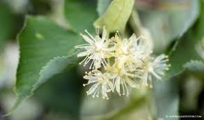 Attēlu rezultāti vaicājumam “Tilia platyphyllos subsp. cordifolia flower”