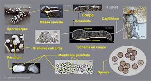 Attēlu rezultāti vaicājumam “Diderma effusum spores”