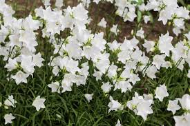 Image result for Campanula persicifolia