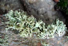 Attēlu rezultāti vaicājumam “Ramalina pollinaria”
