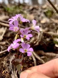 Attēlu rezultāti vaicājumam “Oxalis acetosella fruit”