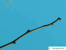 Attēlu rezultāti vaicājumam “Crataegus laevigata bud”