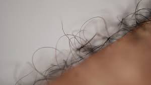 Image result for schamhaar