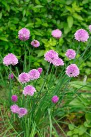 Image result for Allium schoenoprasum