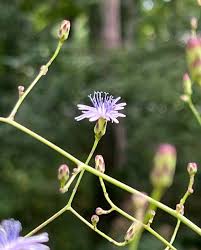 Attēlu rezultāti vaicājumam “Lactuca tatarica leaf”
