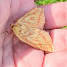 Attēlu rezultāti vaicājumam “Hepialus humuli male”