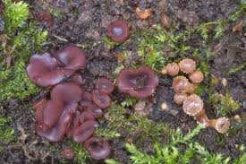 Attēlu rezultāti vaicājumam “Ascocoryne cylichnium”