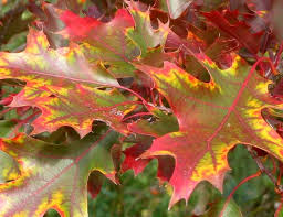 Autumn garden