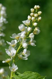 Attēlu rezultāti vaicājumam “Prunus padus var. roseiflora flower”