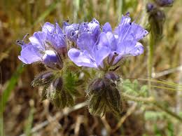 Attēlu rezultāti vaicājumam “Hydrophyllaceae”