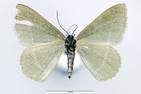 Attēlu rezultāti vaicājumam “Chlorissa viridata”