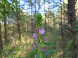 Attēlu rezultāti vaicājumam “Ononis arvensis”