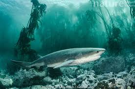 Image result for Notorynchus cepedianus