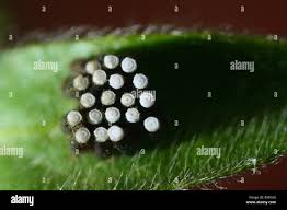 Attēlu rezultāti vaicājumam “Pentatomidae eggs”