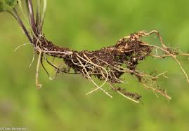 Attēlu rezultāti vaicājumam “Viola collina”