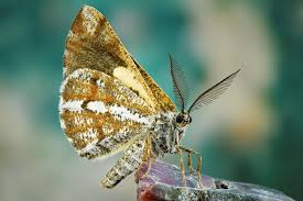 Attēlu rezultāti vaicājumam “Bupalus piniaria male”