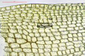 Attēlu rezultāti vaicājumam “Tortula subulata sporophyte”