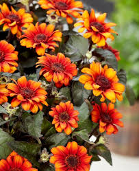 Image result for Heliopsis scabra