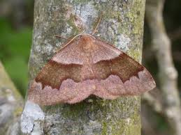 Attēlu rezultāti vaicājumam “Plagodis pulveraria”