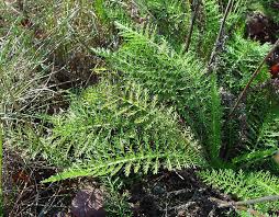 Attēlu rezultāti vaicājumam “Achillea millefolium leaf”