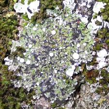 Attēlu rezultāti vaicājumam “Physconia distorta”