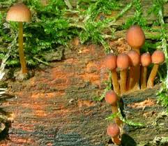 Attēlu rezultāti vaicājumam “Mycena renati”