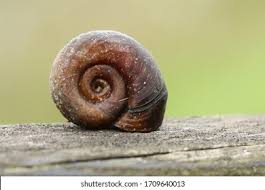 Attēlu rezultāti vaicājumam “Planorbidae”