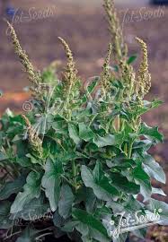 Attēlu rezultāti vaicājumam “Chenopodium bonus-henricus leaf”