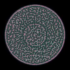 Attēlu rezultāti vaicājumam “Physarum orbis”