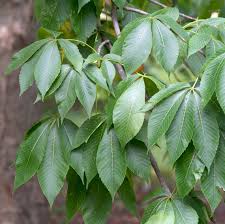 Attēlu rezultāti vaicājumam “Aesculus flava”