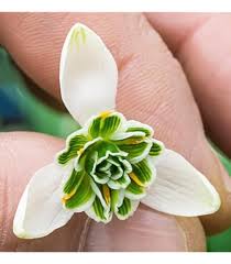 Attēlu rezultāti vaicājumam “Galanthus nivalis bud”