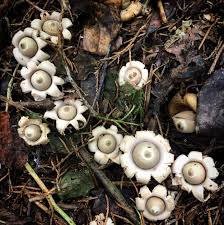 Attēlu rezultāti vaicājumam “Geastrum”