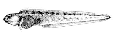 Image result for Zoarces americanus