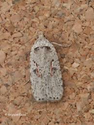 Attēlu rezultāti vaicājumam “Agonopterix ocellana”