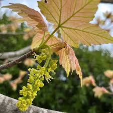 Attēlu rezultāti vaicājumam “Acer pseudoplatanus flower”