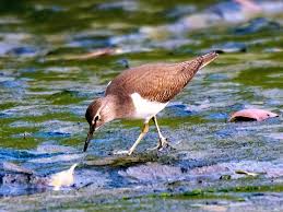 Attēlu rezultāti vaicājumam “Actitis hypoleucos”